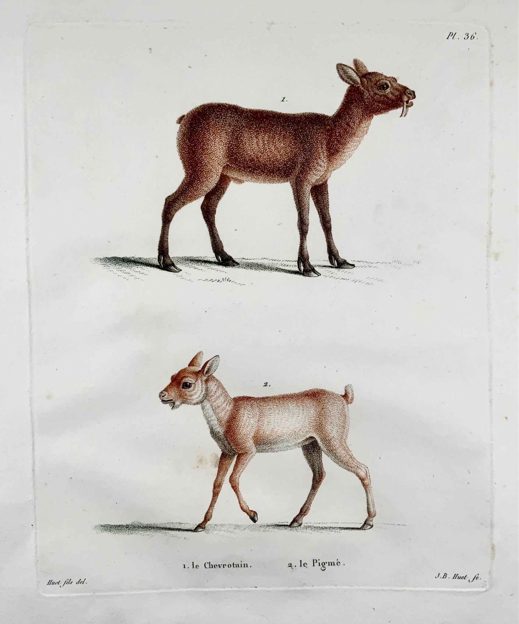 1808 Jean Bapt. Huet [1745-1811] MOUSE DEER Muntjac - coloured stipple engraving - Mammals
