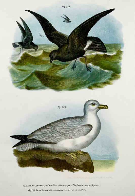 1860 PETRELS - Uccelli - Litografia a colori Fitzinger FOLIO con colore a mano