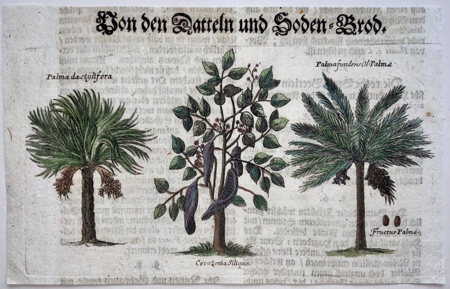 1704 DATES PALM TREES - M. Valentini (1657-1729) - Copper engraving - Botanical, agriculture