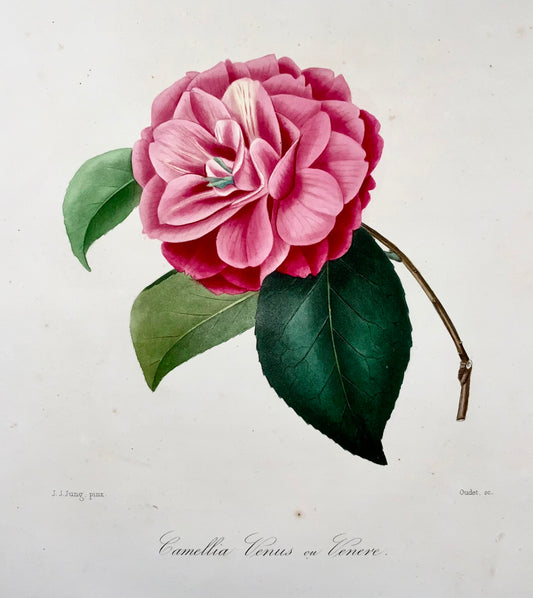 1841 Camellia Venus [Camellia], disegnata da JJ Jung, incisa da Oudet, Berlèse, fiori, botanica