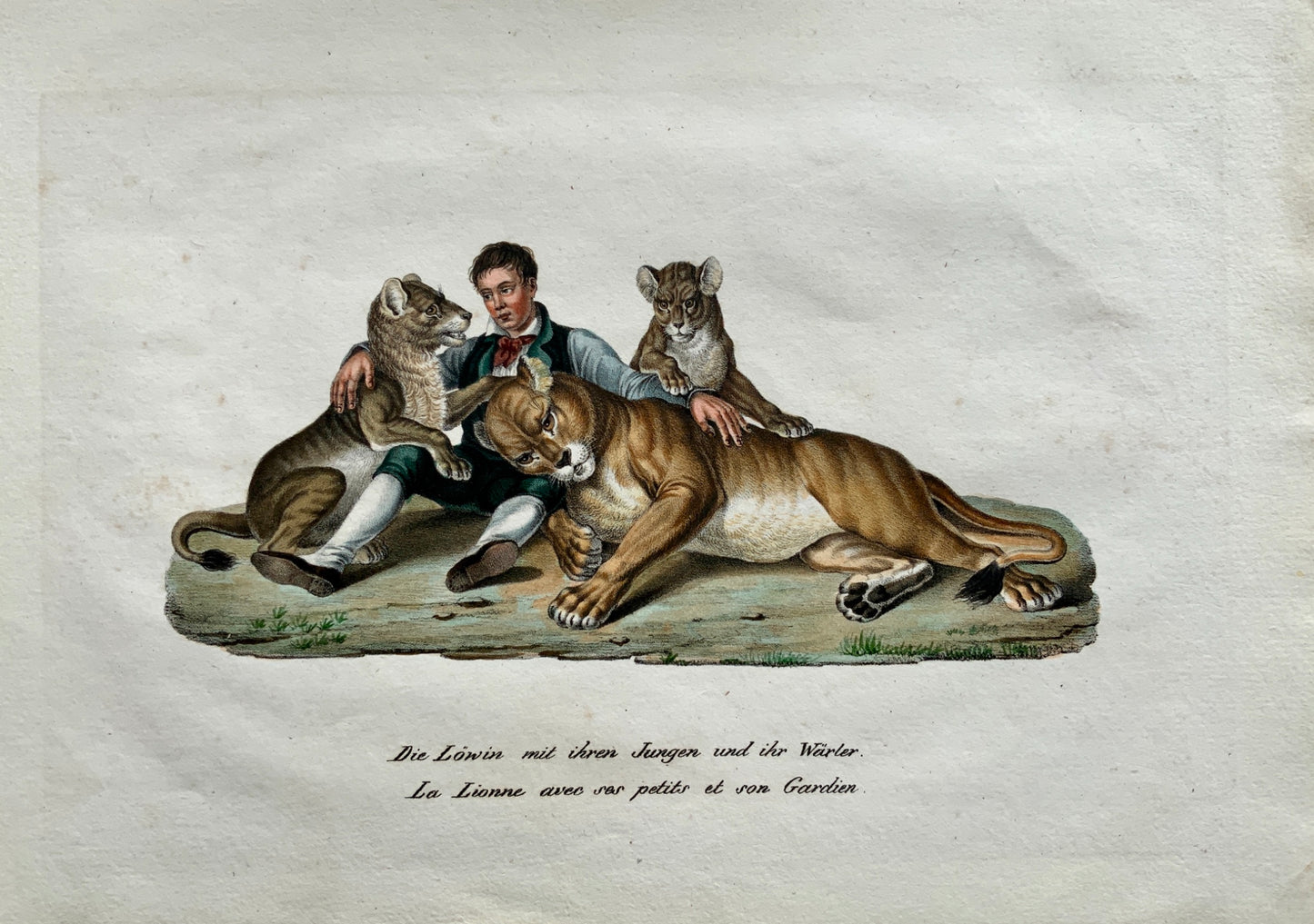 1824 Lioness Cubs & Keeper, Mammals - K.J. Brodtmann hand colored FOLIO lithograph