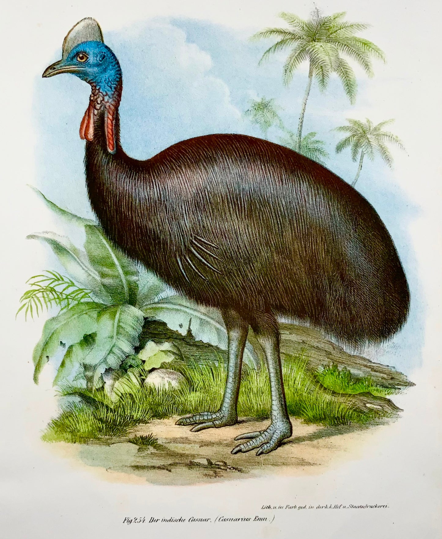 1860 CASSOWARY Bird - Fitzinger FOLIO colour lithograph with hand colour