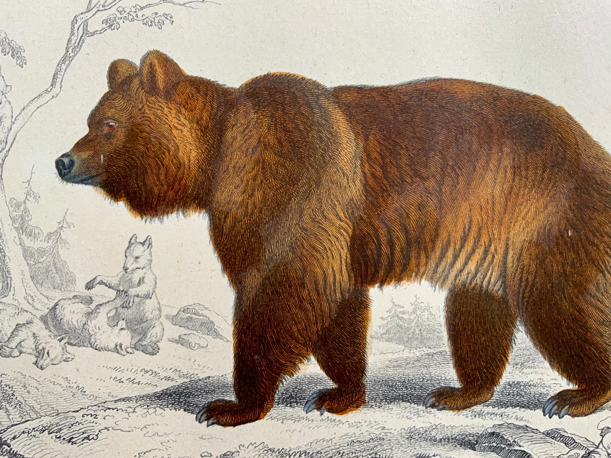 Edouard Travies [1809-1876] - Brown Bear - original hand colour - Mammals