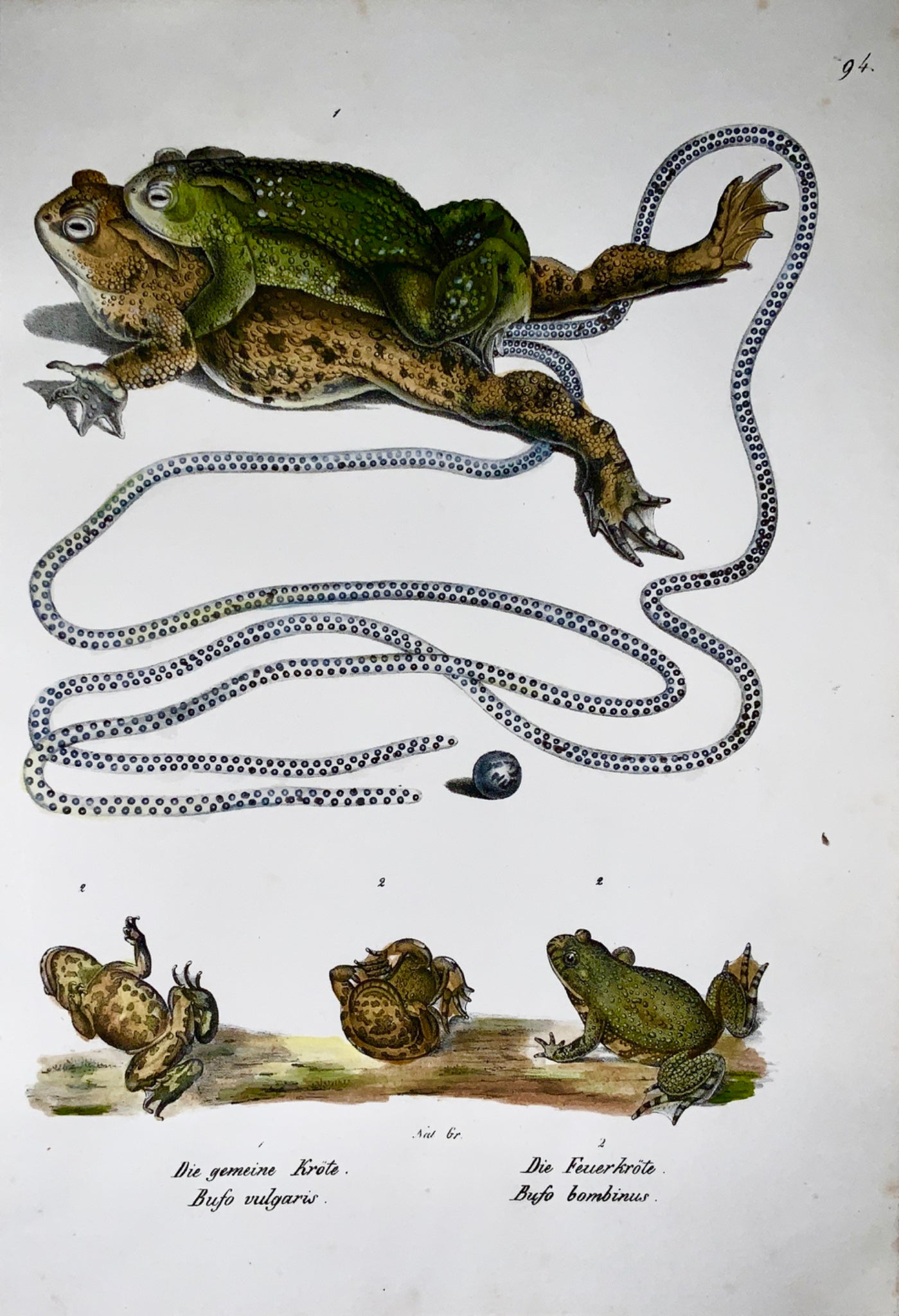 1833 H.R. Schinz (b1777) TRUE TOADS - Handcoloured stone lithograph - Amphibians