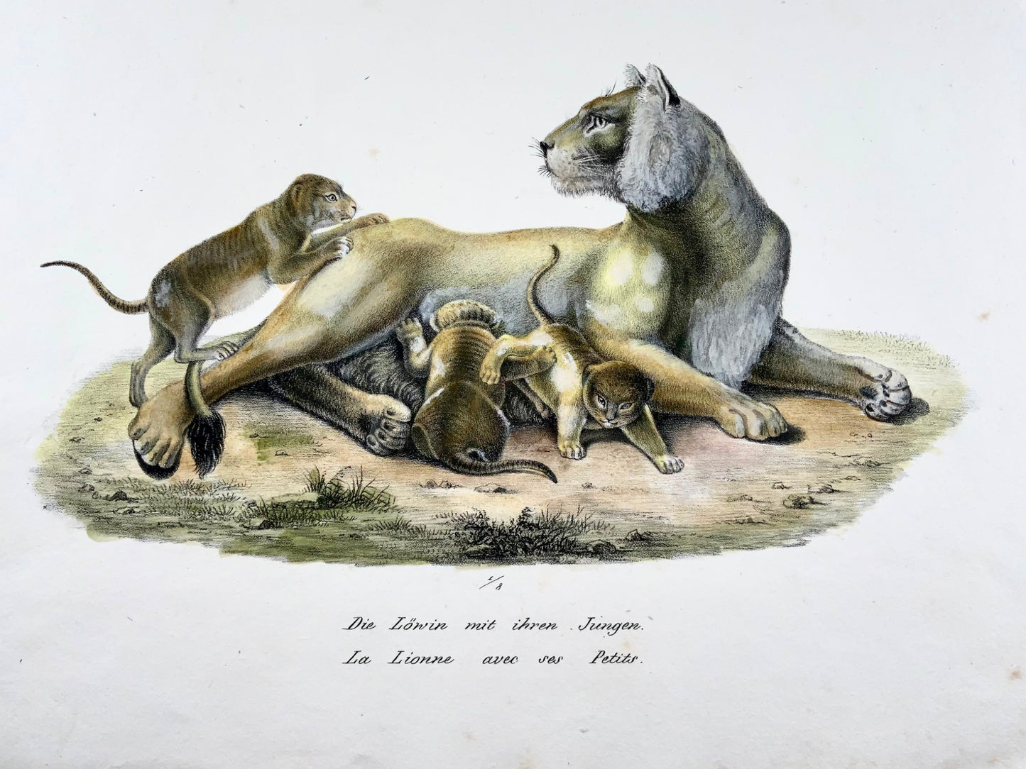 1824 Leonessa con cuccioli - Litografia FOLIO colorata a mano di KJ Brodtmann - Mammiferi