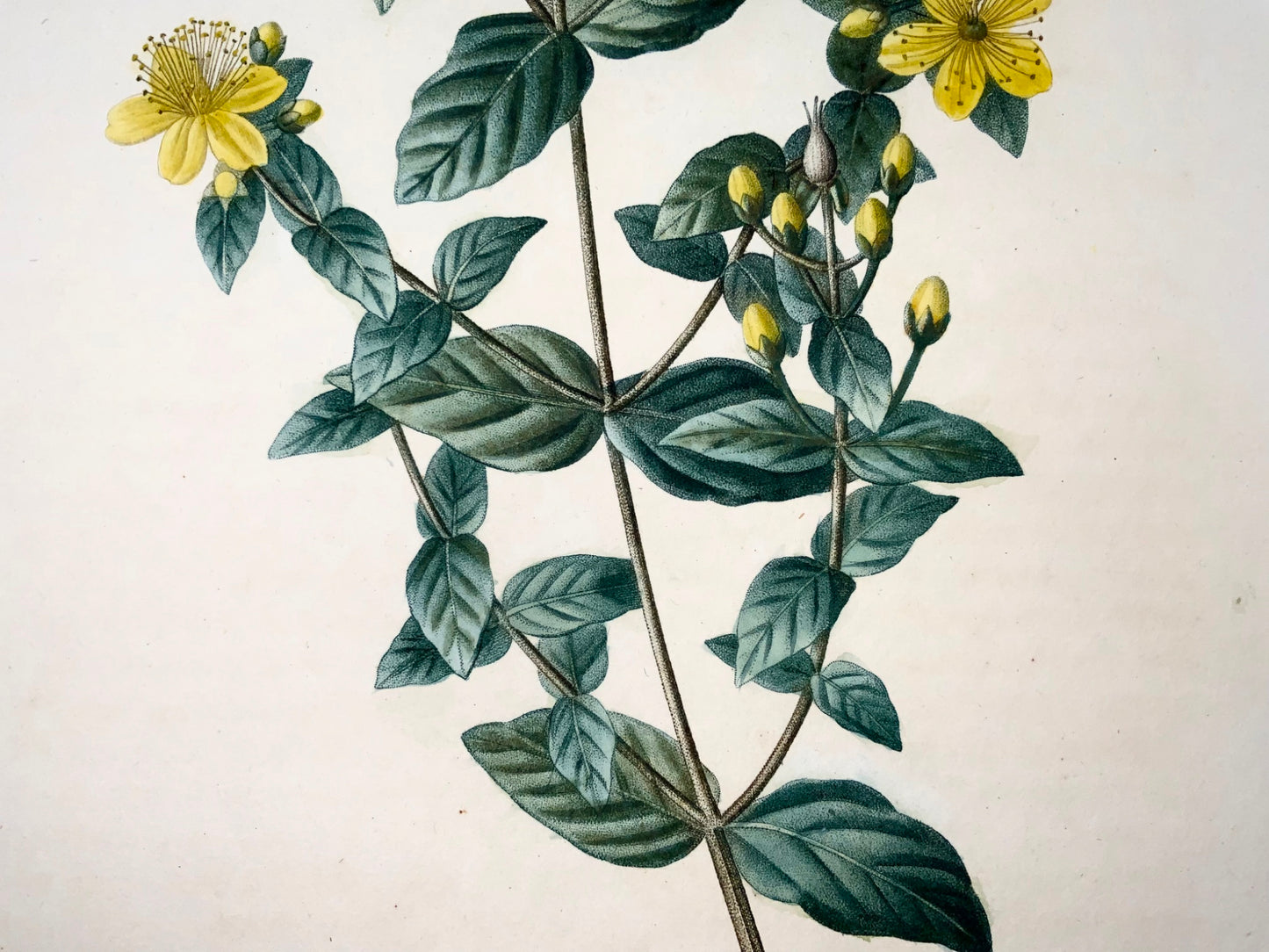 1801 Millepertuis, Bessa, Gabriel, gravure en pointillé folio, finition main, botanique