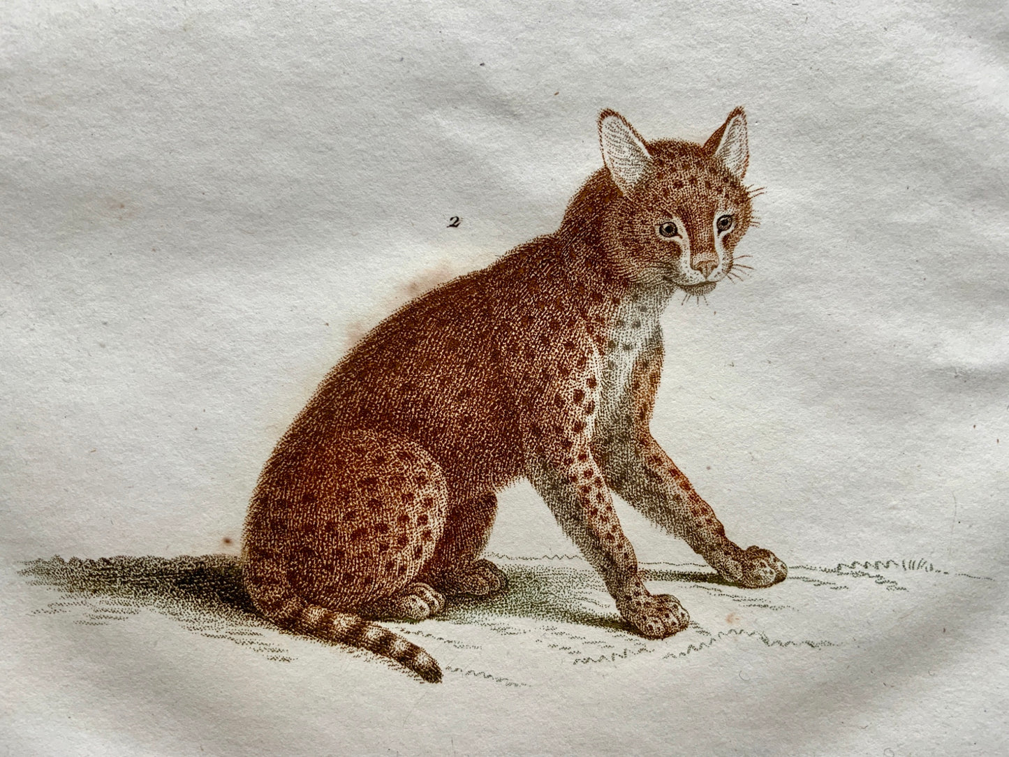 Jean Baptiste Huet [1745-1811] OCELOT SERVAL Coloured stipple (crayon manner) - Mammals