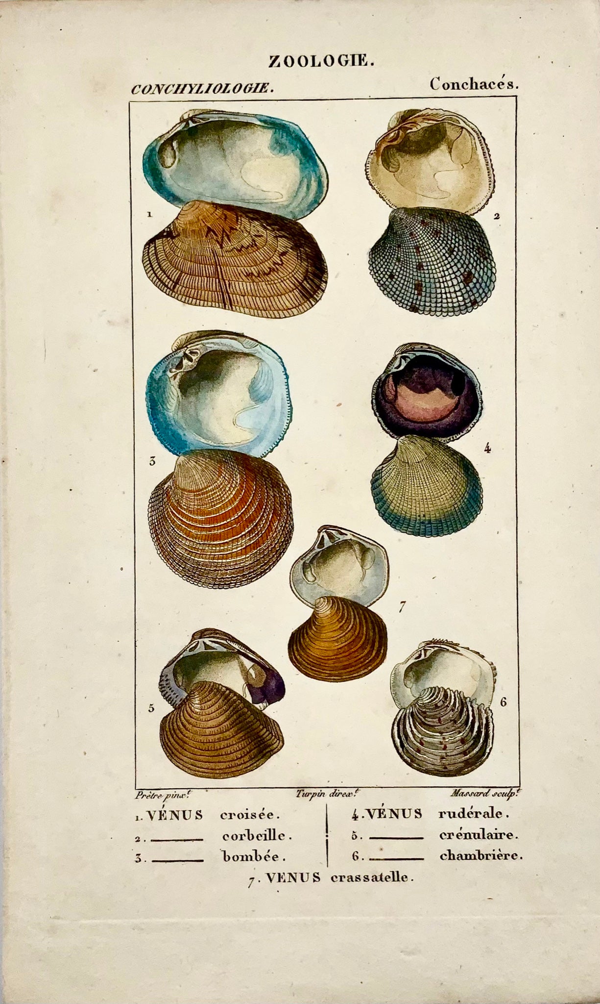1815c. J.-G. Prêtre Conchology Conchiglie Venere - Colore originale della mano