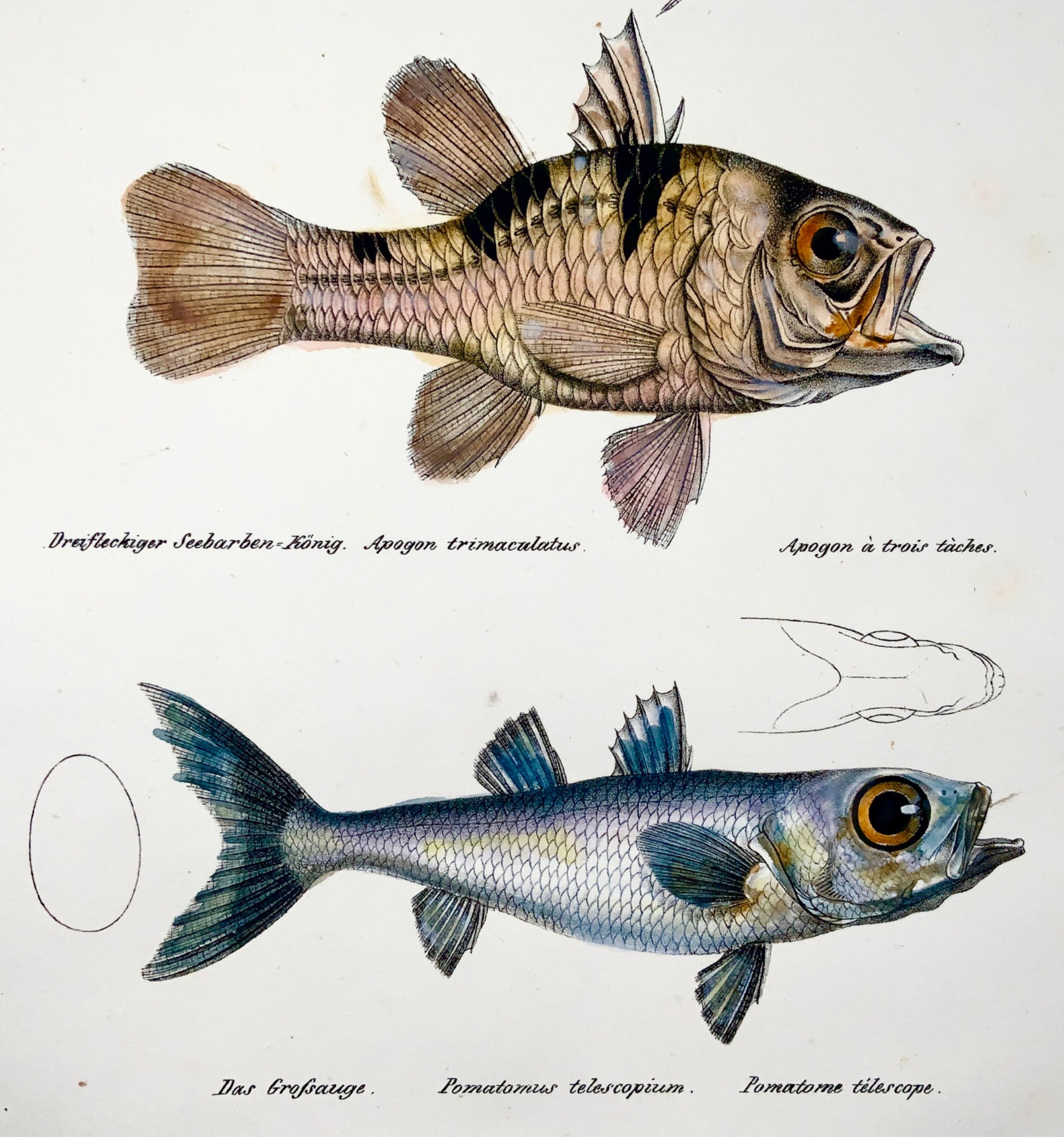 1833 H. Schinz (1777-1861) APAGON Grouper Bluefish - Handcol. lithograph
