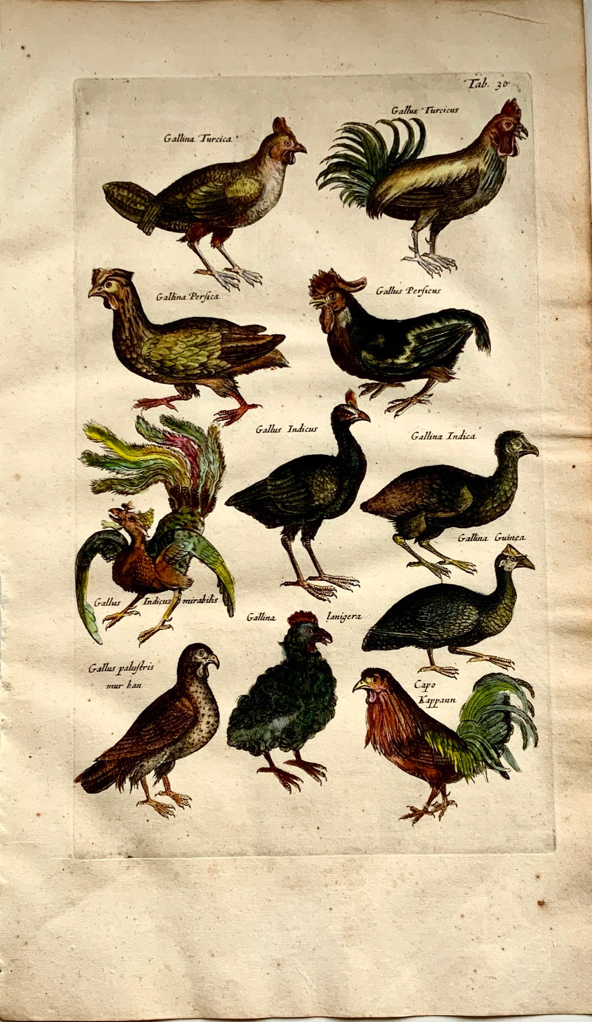 1657 Poultry Monster Cockerel Rooster - Ornithology - M. MERIAN Folio Handcol. Engraving