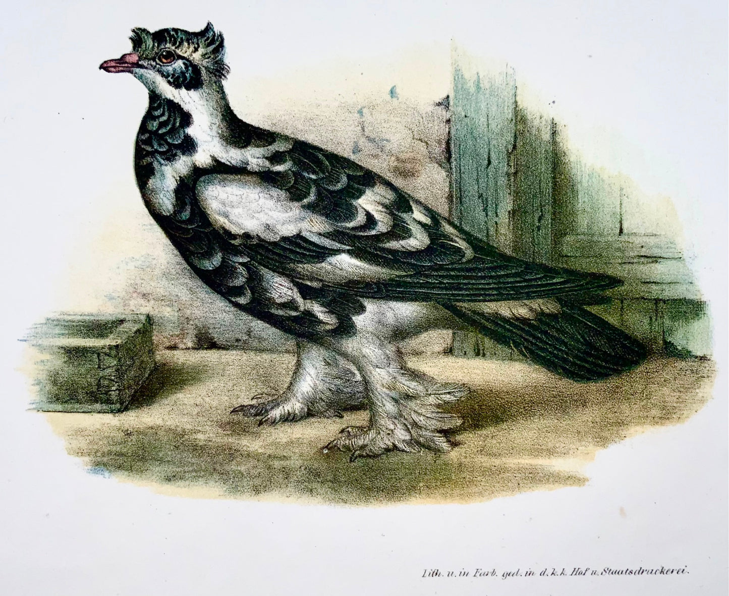 1860 PIGEONS - Oiseaux - Lithographie couleur Fitzinger FOLIO avec couleur à la main