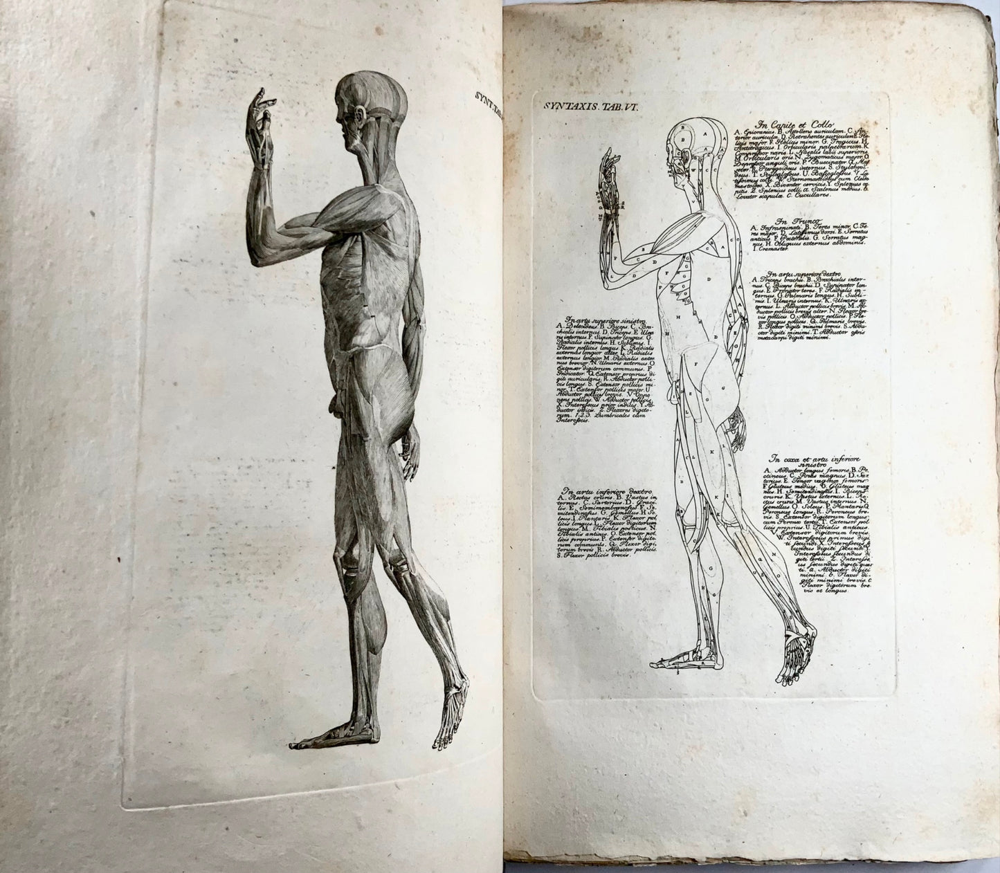 1819 J. Barth, Anfangsgründe der Muskellehre, folio, 61 copper engravings, medicine, book, anatomy