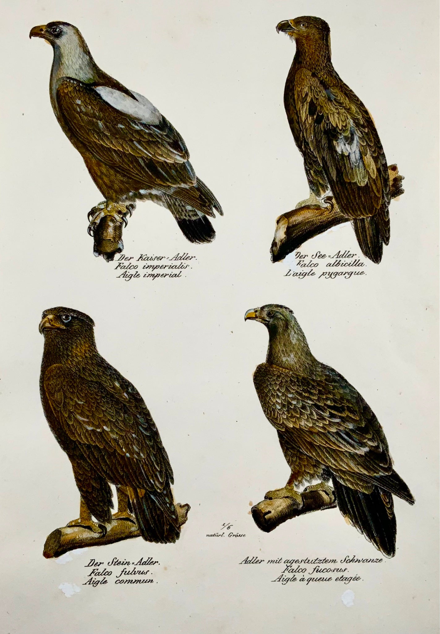 1830 EAGLES Ornithology Brodtmann hand coloured FOLIO lithograph