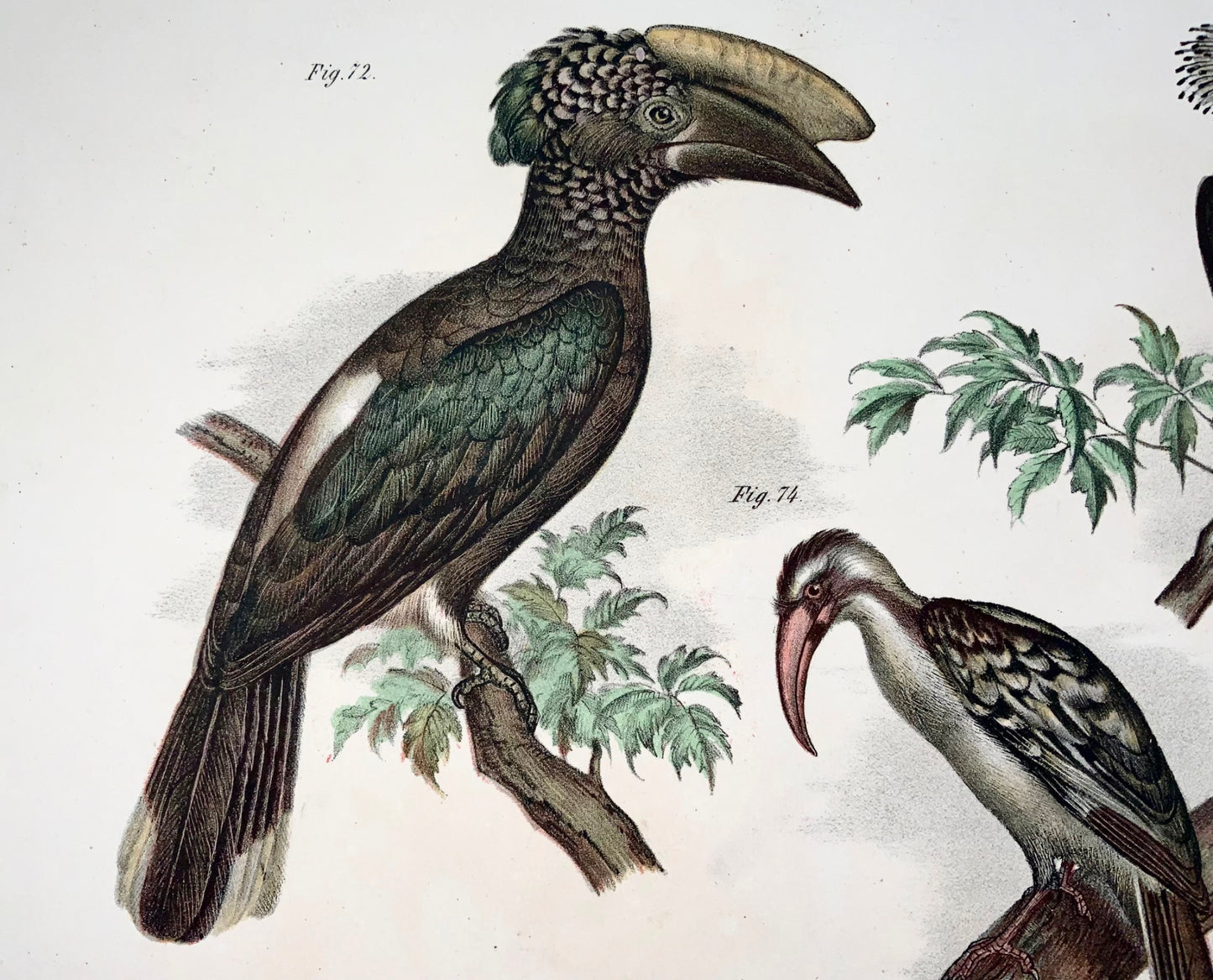 1860 Hornbill, Tockus, Fitzinger, colour lithograph, hand finish, ornithology