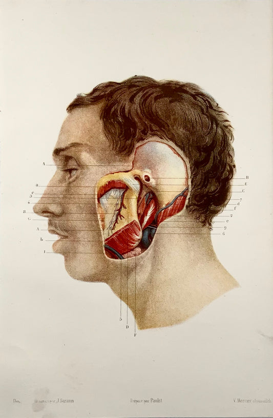 1868 J. Sarazin, anatomia, mascella, orecchio, litografia su pietra a colori