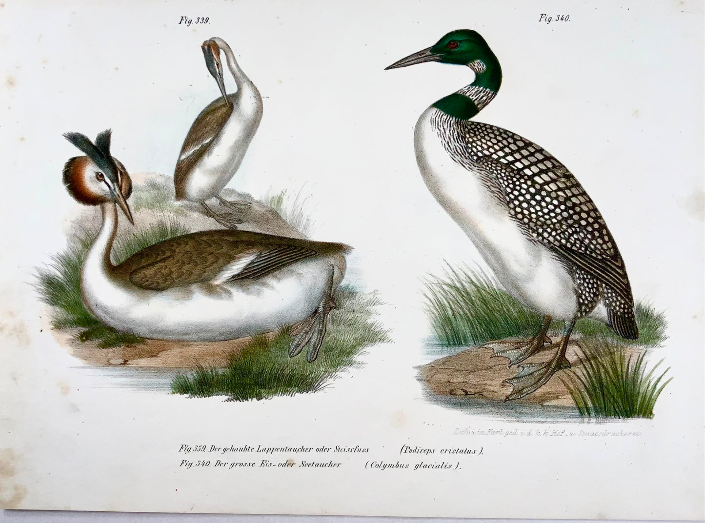 1860 Svasso, Loon, Fitzinger, litografia a colori rifinita a mano, ornitologia