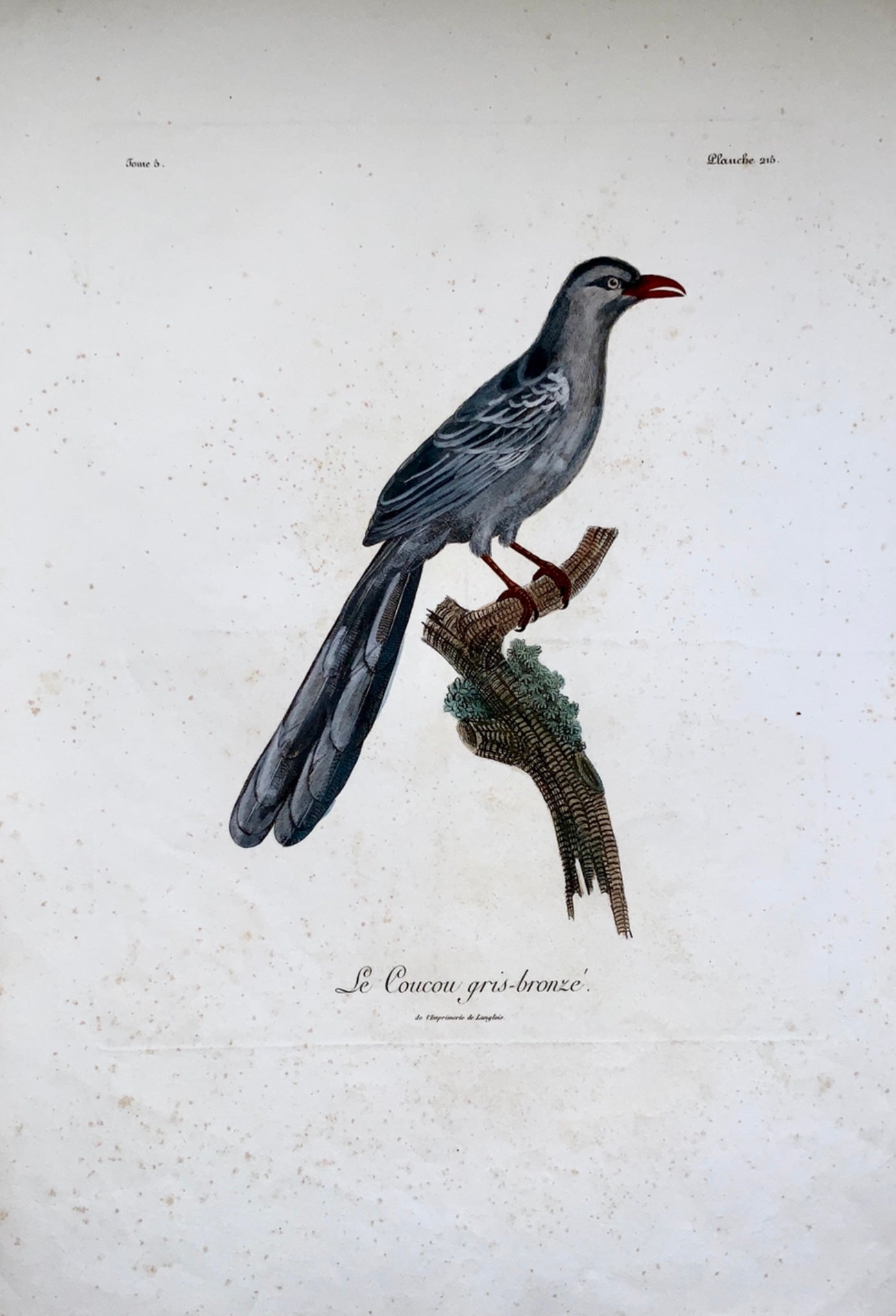 1802 Francois Le Vaillant (1753-1824) - Coucal gris CUCKOO - Ornithology