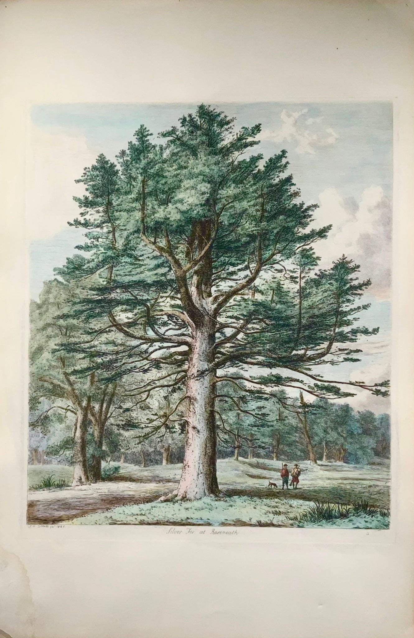 1826 Sapin argenté, pin, Jacob Strutt, Imp. Folio 55 cm, gravé, couleur main, dendrologie
