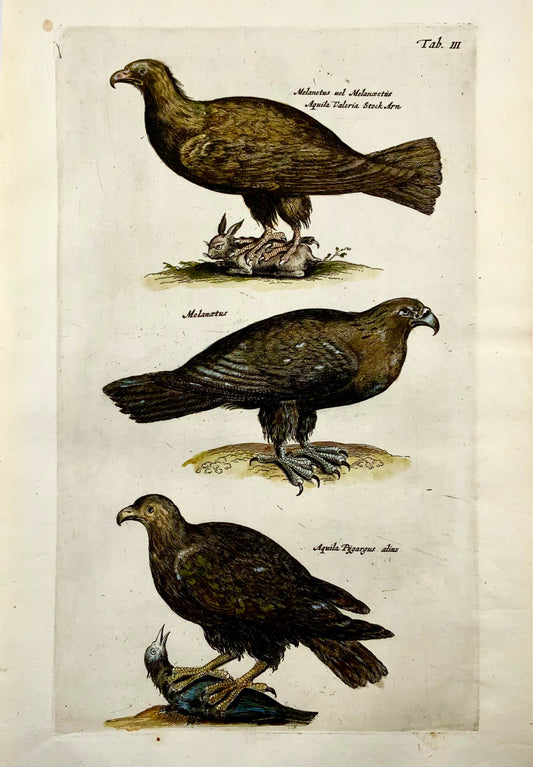 1657 EAGLES, Birds of Prey - Matt. MERIAN Folio hand coloured copper engraving
