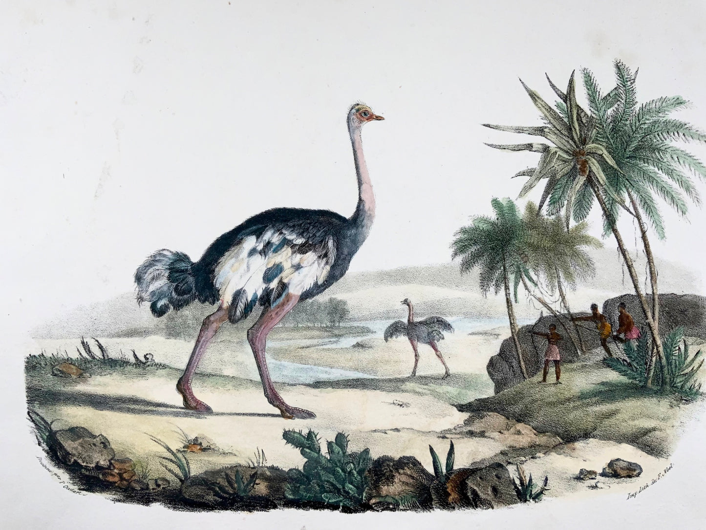 1827 Autruche, Oudart, grande lithographie en pierre colorée à la main, rare, ornithologie