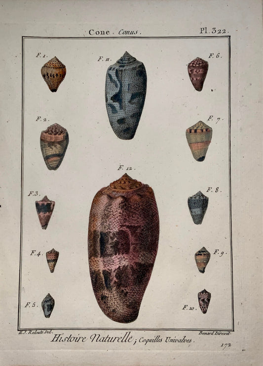 1789 J. B. Lamarck; H.J. Redoute - CONE Conus Shell - Conchology hand colour