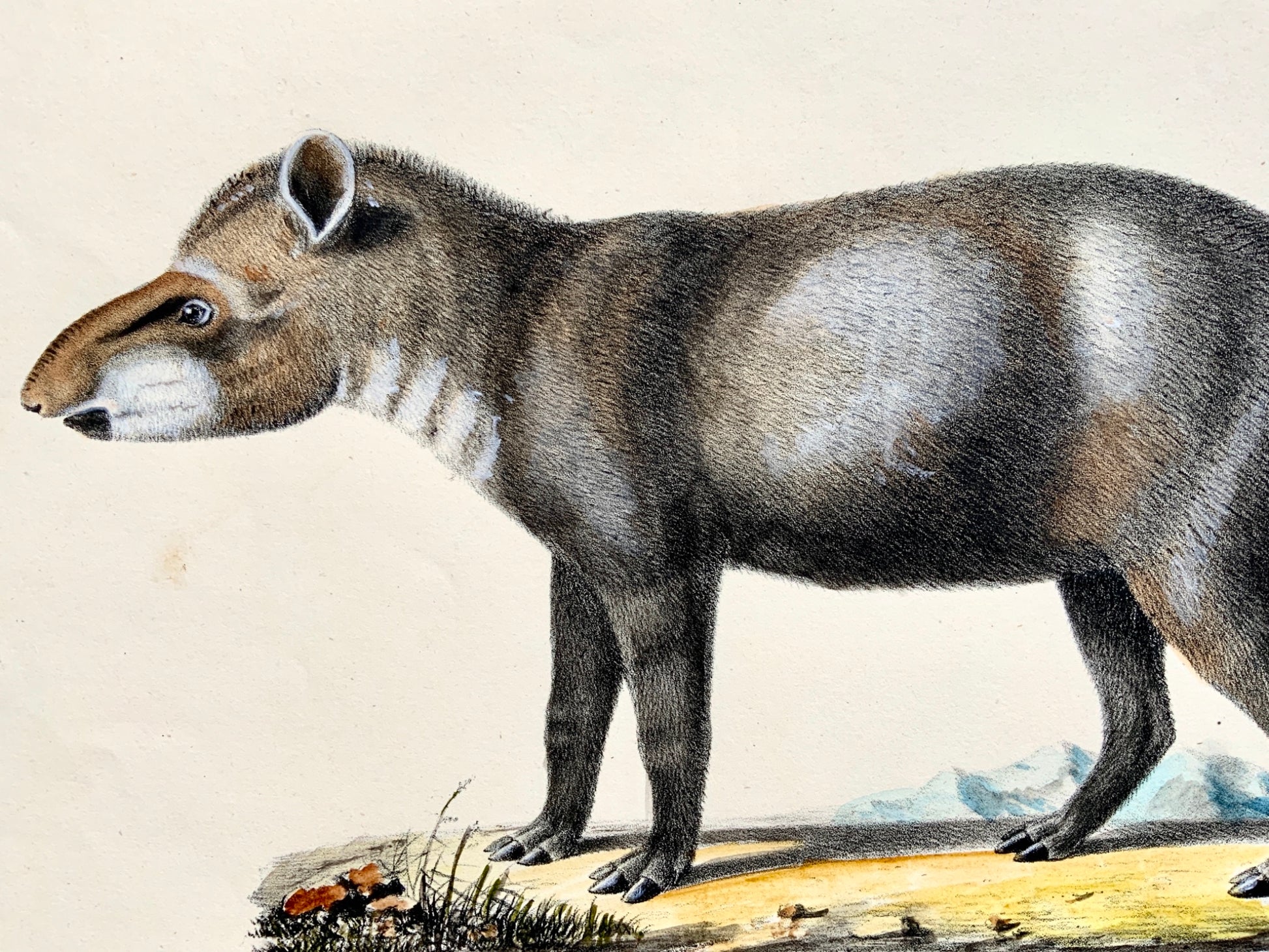 1824 American Tapir - Mammal - K.J. Brodtmann hand colored FOLIO lithograph