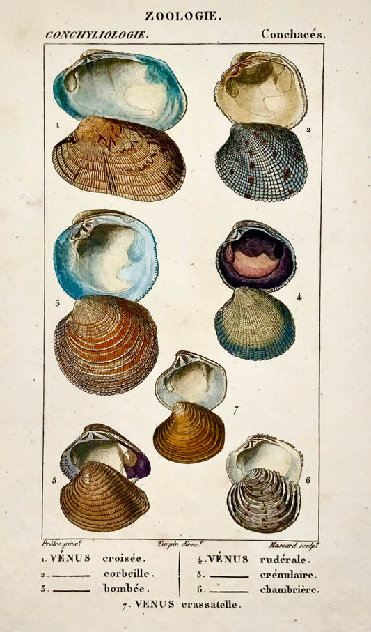 1815c. J.-G. Prêtre Conchology Seashells Venus - Original hand colour