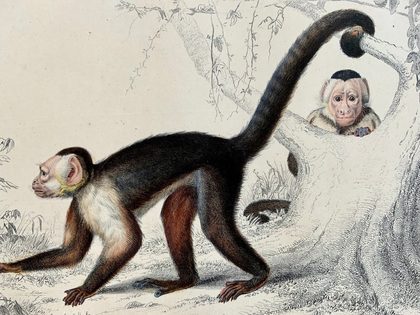 Edouard Travies [1809-1876] - Sajou Monkey - original hand colour - Mammals