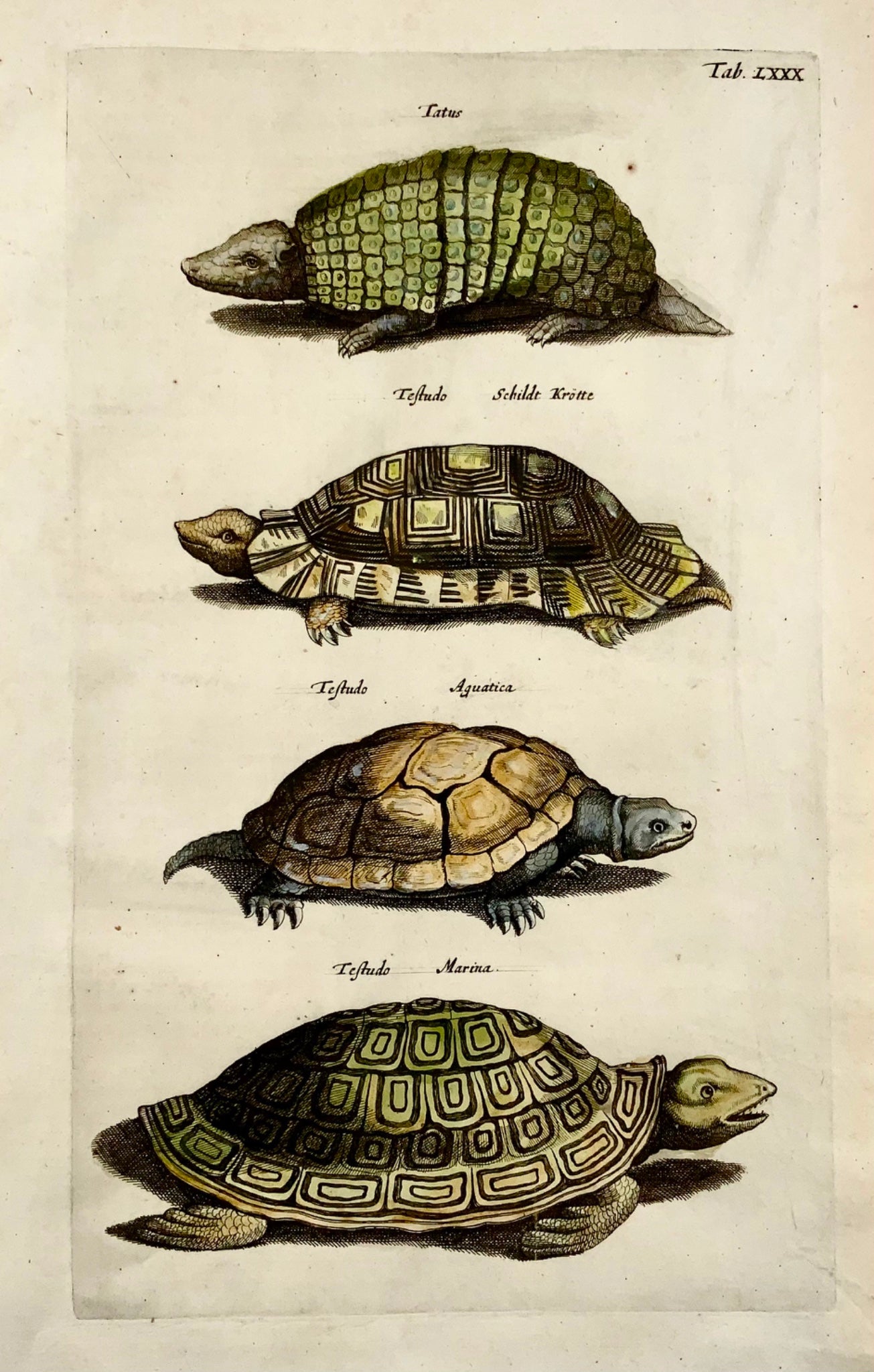 1657 Mat. Merian - Turtles Tortoise Amphibians - Folio hand coloured engraving