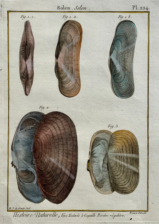 1789 J. B. Lamarck; Redoute - SOLEN Shell Sea Snail - Conchology - Hand colour