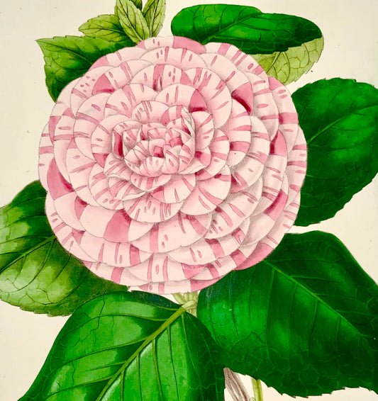 1859 CAMELIA; James Andrews - Colore della mano squisito - Come tale RARO - Botanica