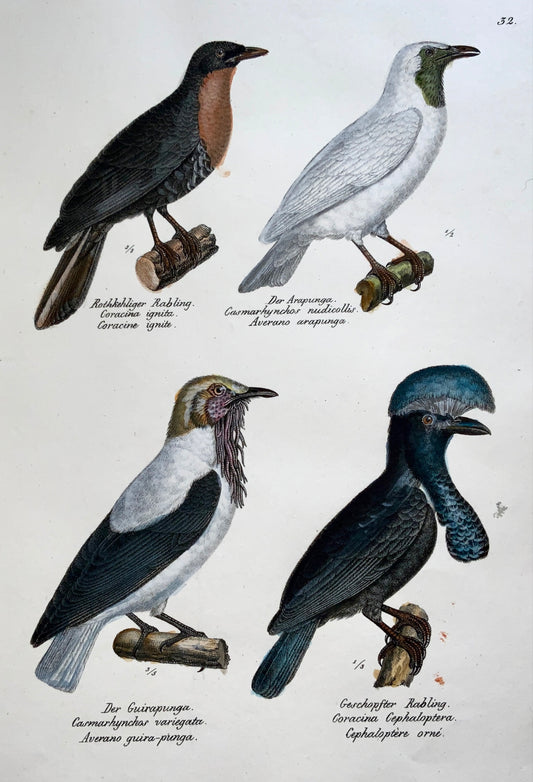1830 SHRIKES Coracina Ornithology - Brodtmann hand coloured FOLIO lithograph