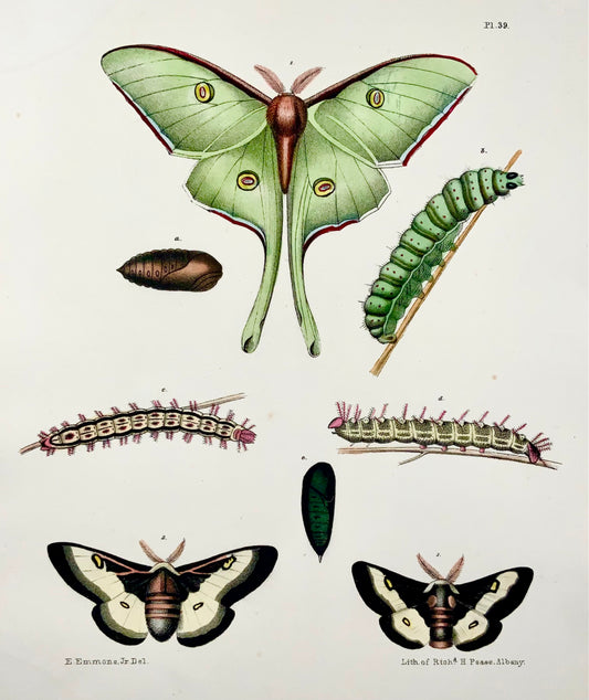 1854 Pease lith; Emmons - Butterflies Attacus - hand coloured stone lithograph