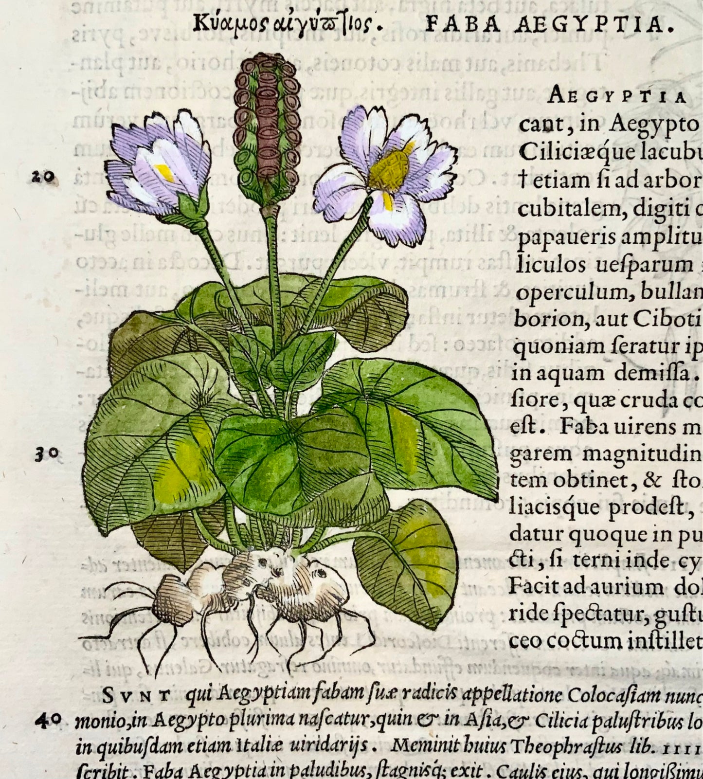 1554 Egyptian Bean, Mattioli Folio Woodcut, 1st illustrated edn, botany