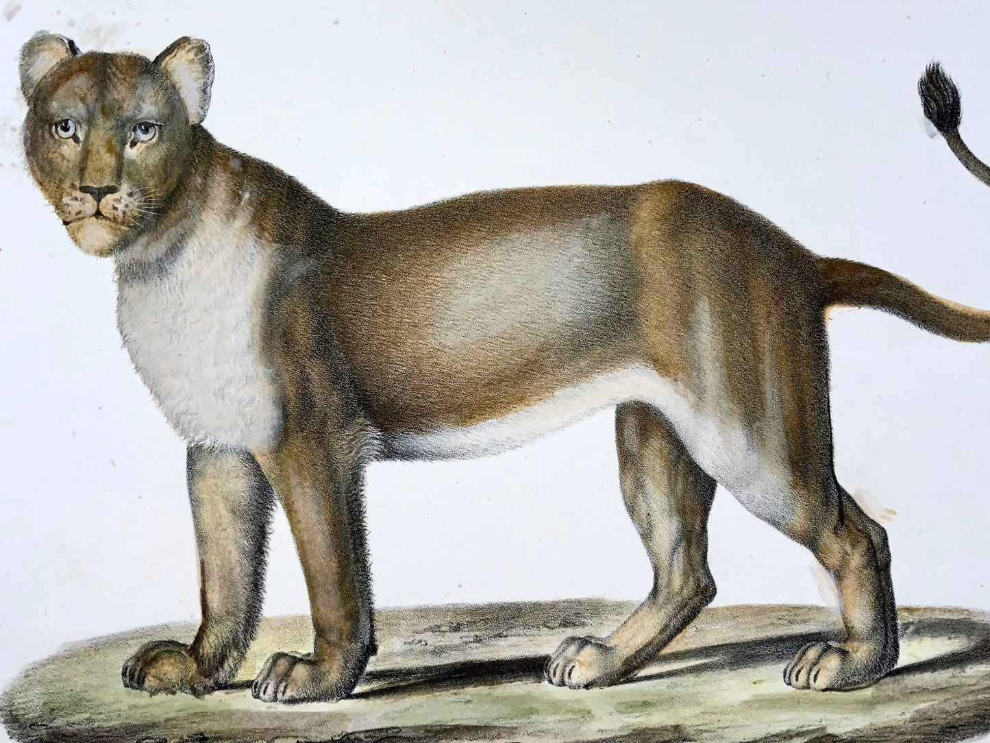 1824 Barbary Lion - K.J. Brodtmann ORIGINAL hand colored FOLIO stone lithography - Mammal