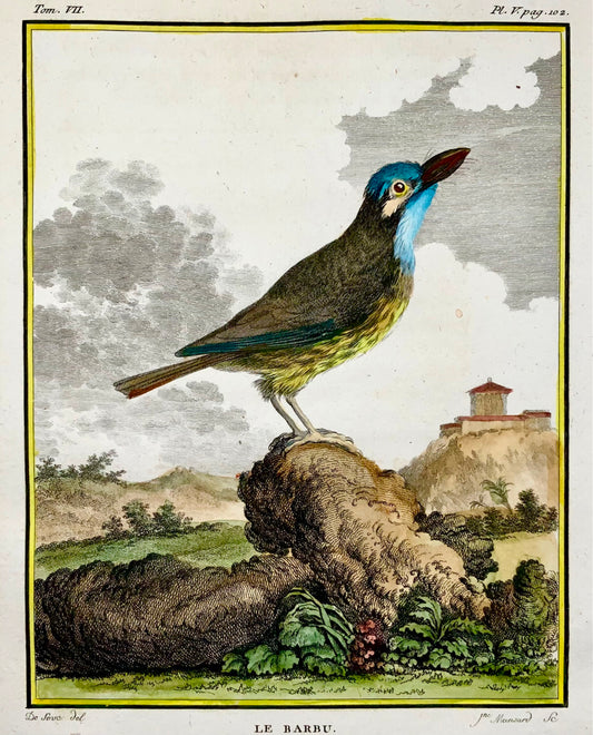 1779 de Seve, Barbet, ornitologia, edizione 4a grande, incisione colorata a mano