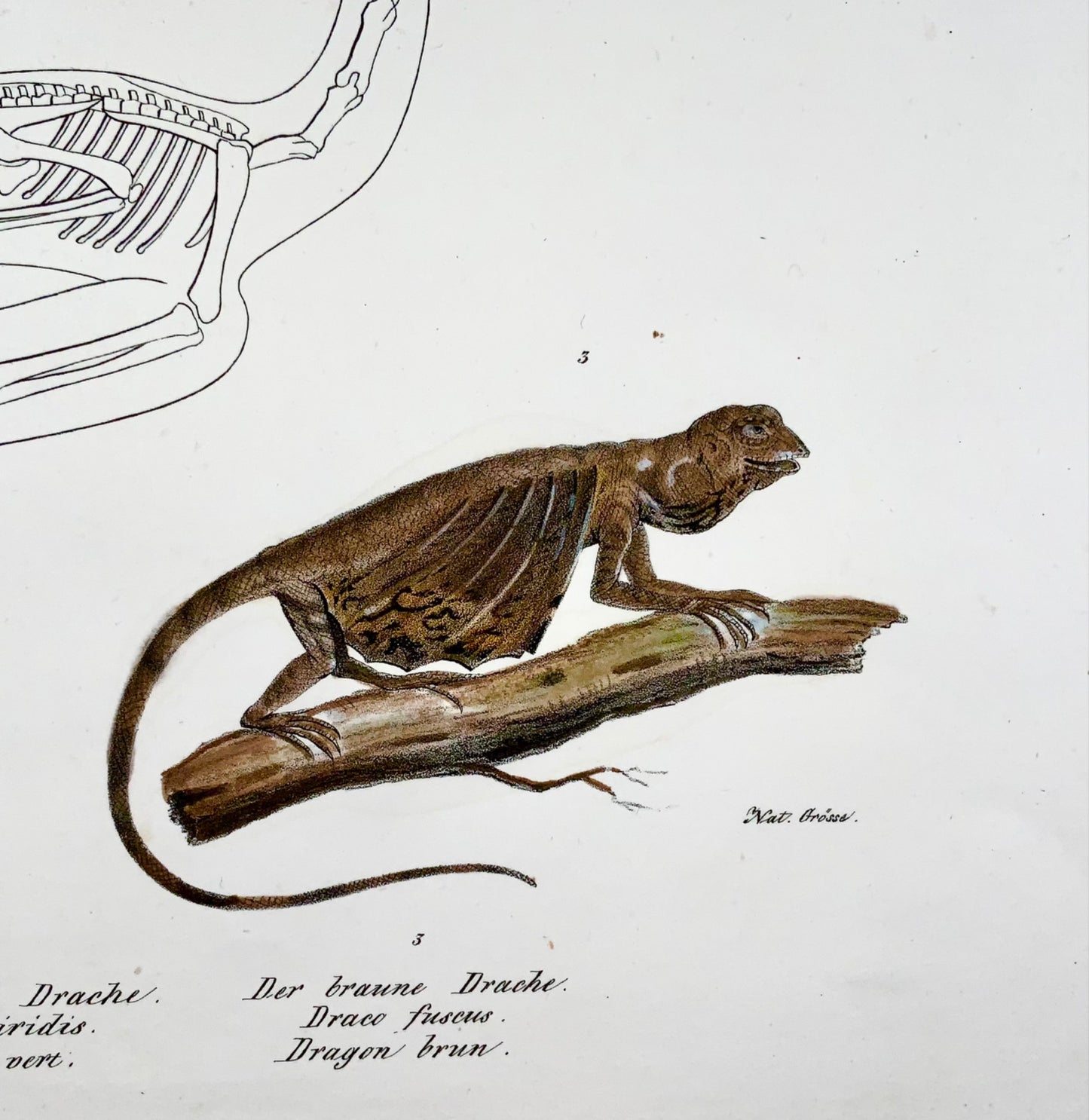 1833 HR Schinz (b1777), Lucertola drago, litografia in pietra colorata a mano, rettile