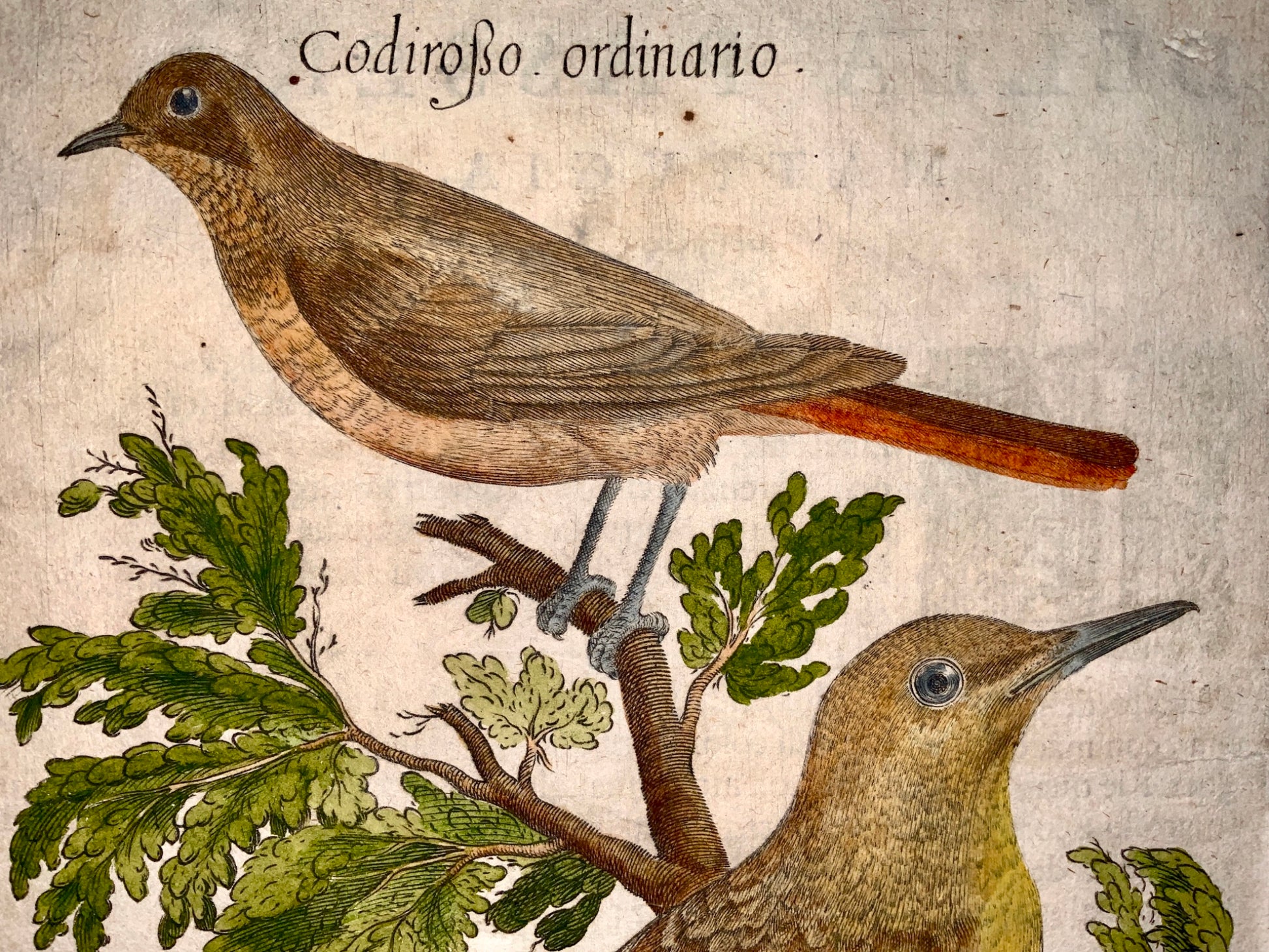 1622 Antonio Tempesta; Fr. Villamena Fanello REDSTARTS Master Engraving - Ornithology