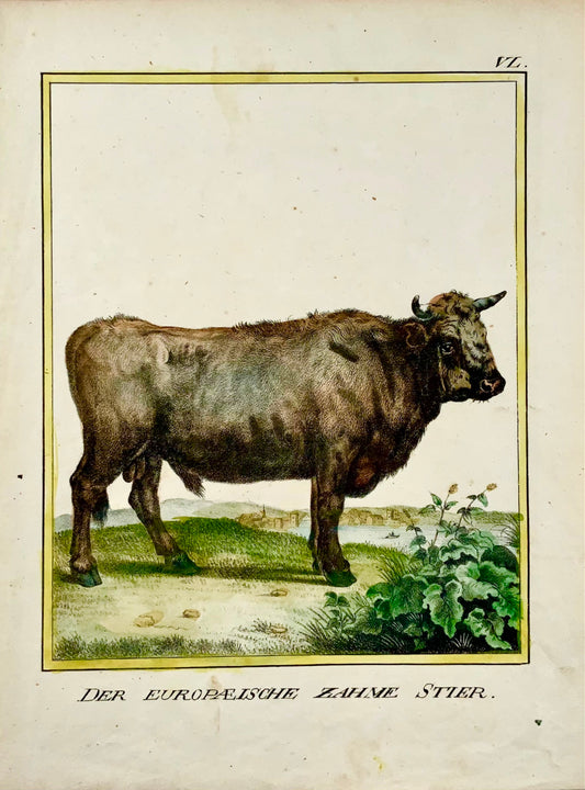 1816 Domestic Bull INCUNABULA OF LITHOGRAPHY K. Schmidt 4to hand coloured - Mammal