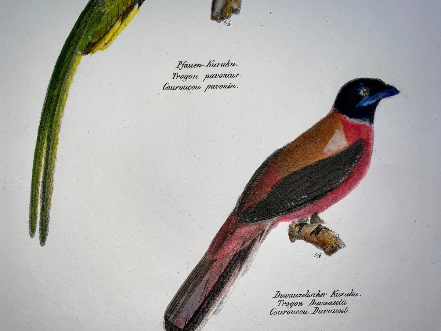 1830 TROGON Ornithology - Brodtmann hand coloured FOLIO stone lithograph