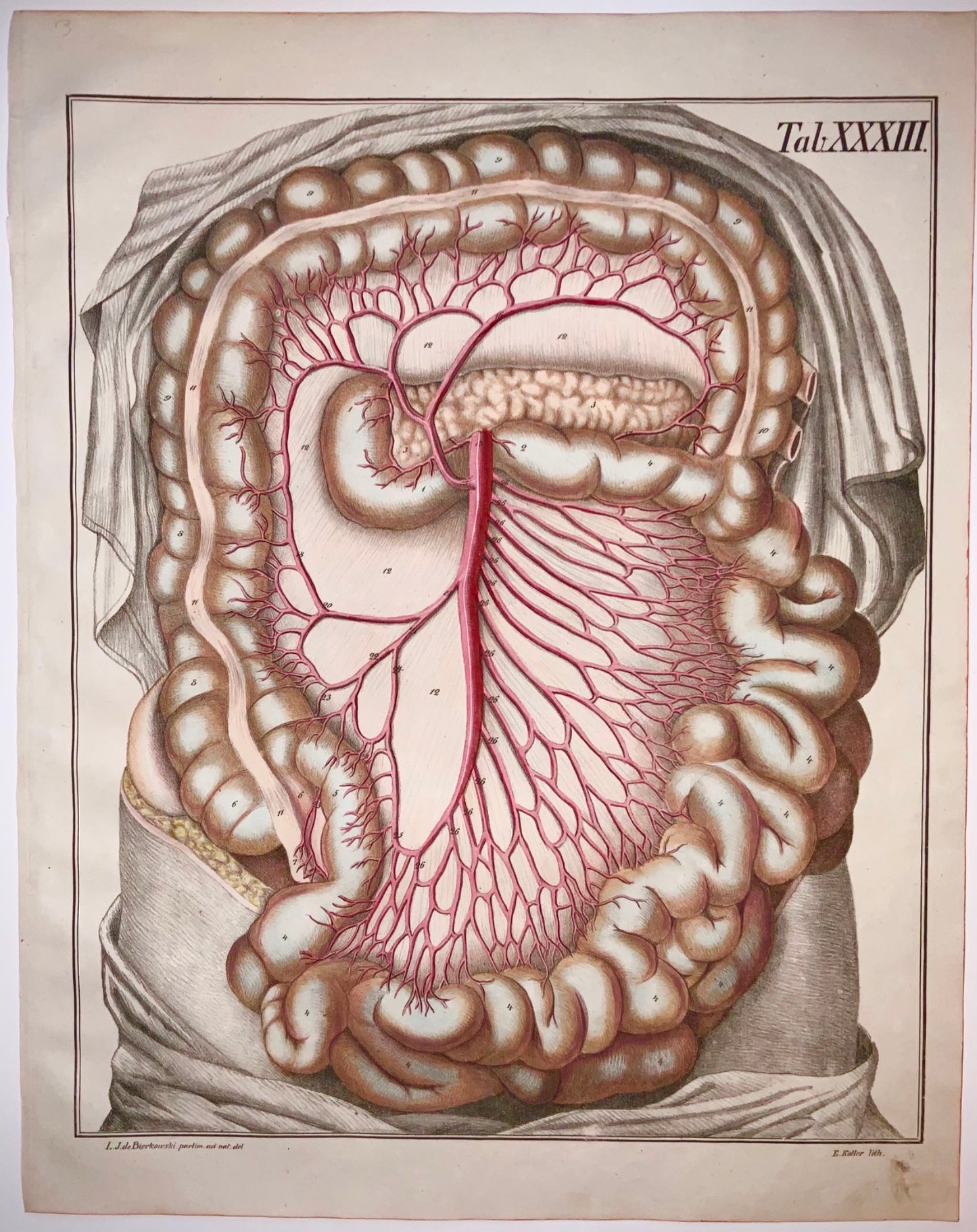 1827 STOMACH Bierkowski - Imperial Folio Masterpiece Anatomical Illustration
