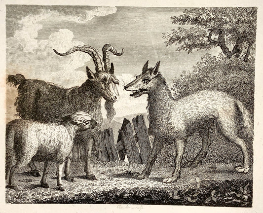 1780 c. Clarke, sculp. - The Wolf, Lamb & the Goat - copper engraving - Fable, Aesop