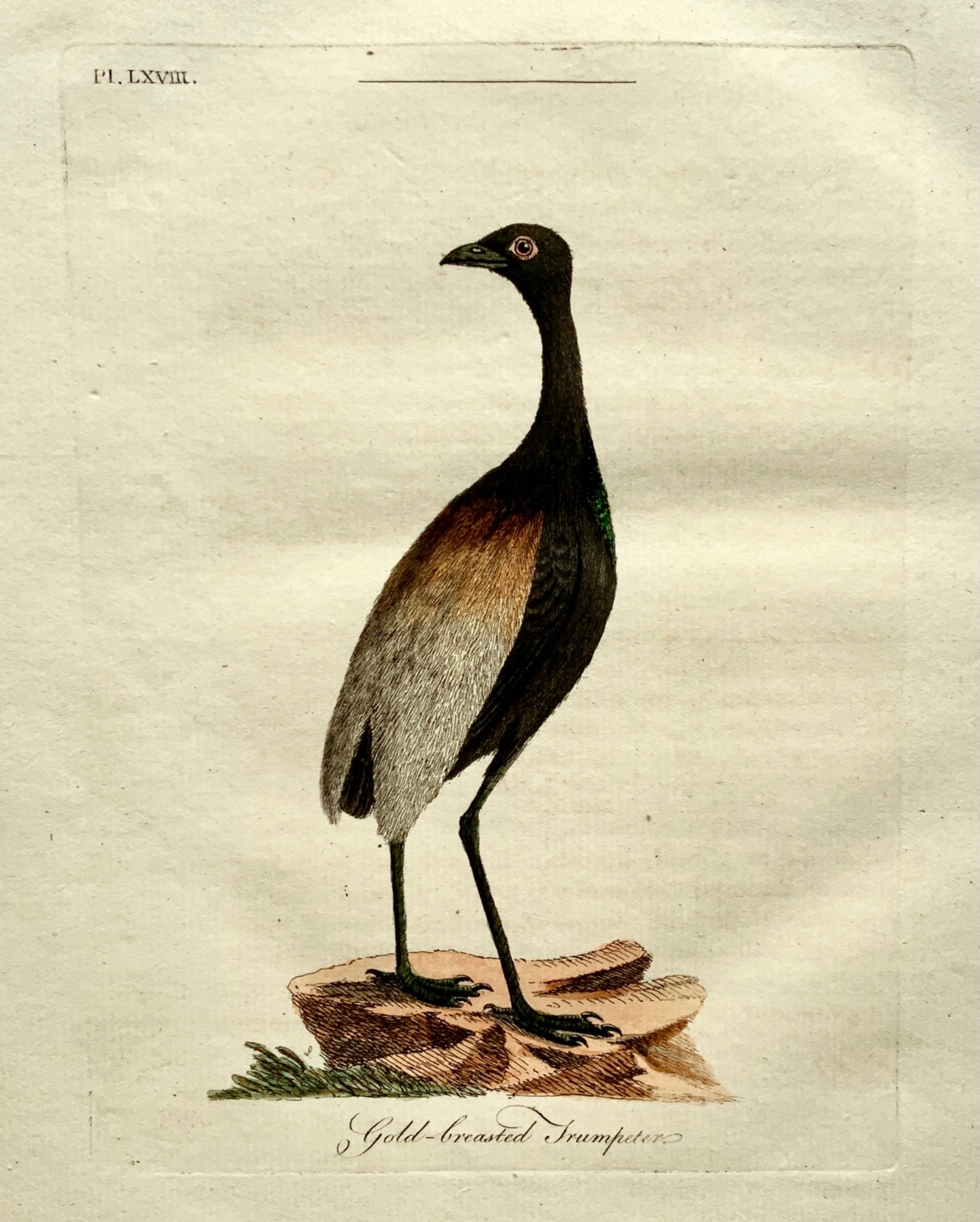 1785 John Latham - Synopsis - GOLD BREASTED TRUMPETER Ornithology - hand coloured