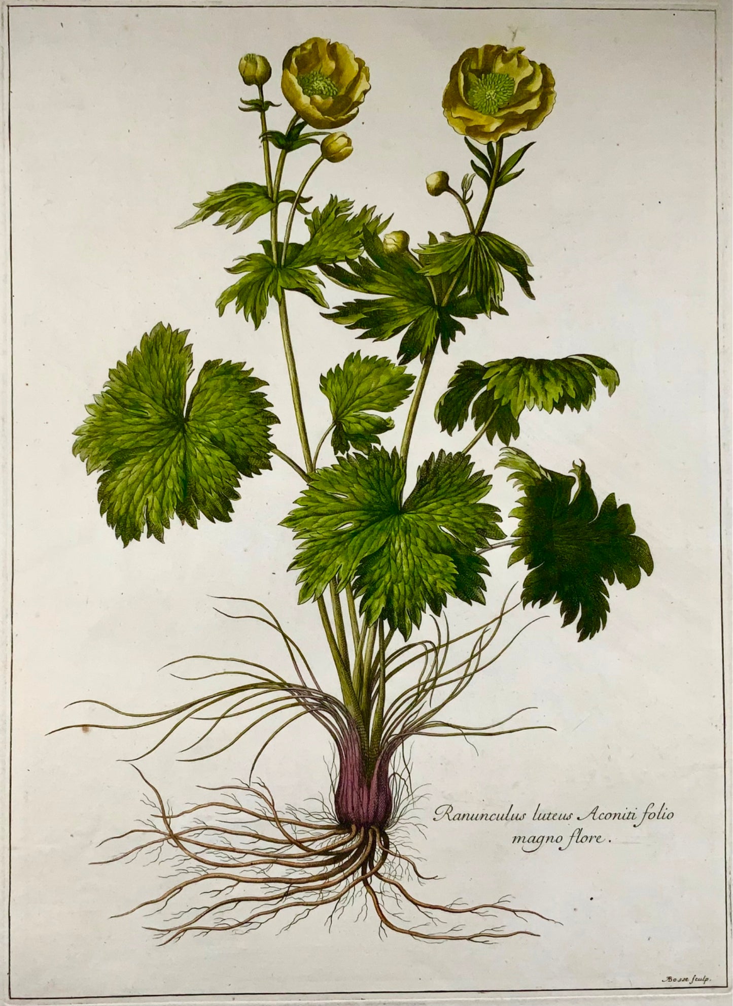 1670 ca. Ranuncolo, Nicholas Robert (1610-1684); A. Bosse, botanico 54 cm