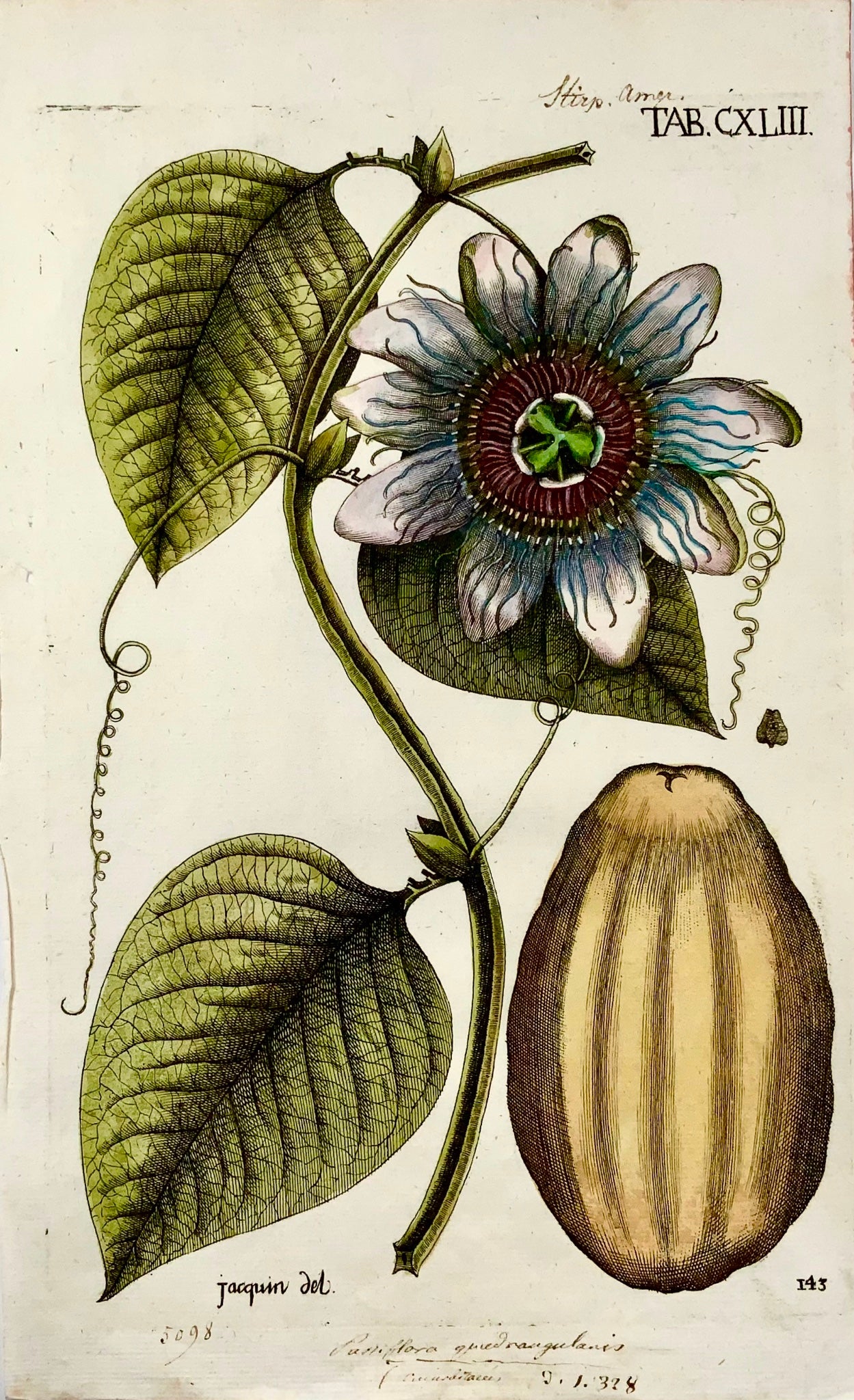 1763 Granadilla, Fiore della passione, Jacquin, foglio botanico colorato a mano