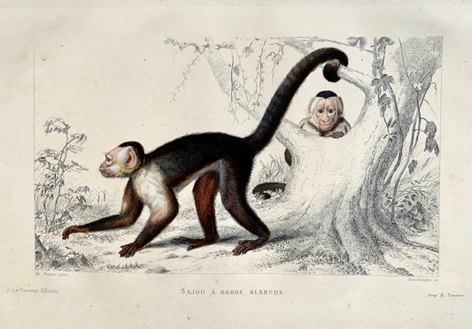 Edouard Travies [1809-1876] - Sajou Monkey - original hand colour - Mammals