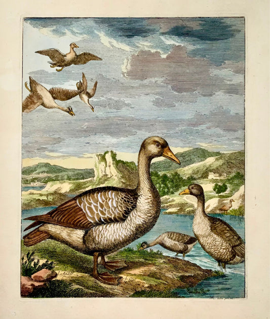 1673 Oche, Nicolas Robert (nato nel 1614), ornitologia, grande incisione su foglio a colori a mano