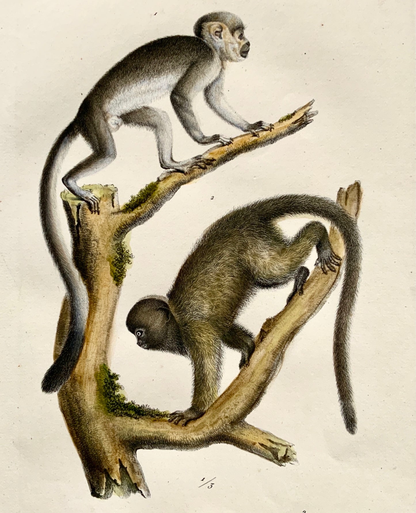 1824 Squirrel Monkeys - K.J. Brodtmann handcol FOLIO stone lithography - Mammal