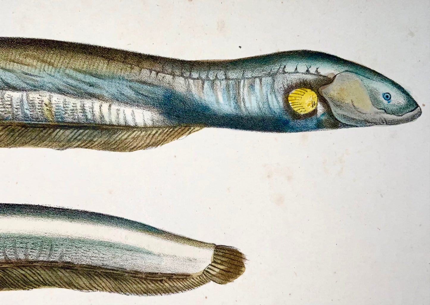 1864 Electric eel, Conger, fish, quarto hand colored stone lithograph
