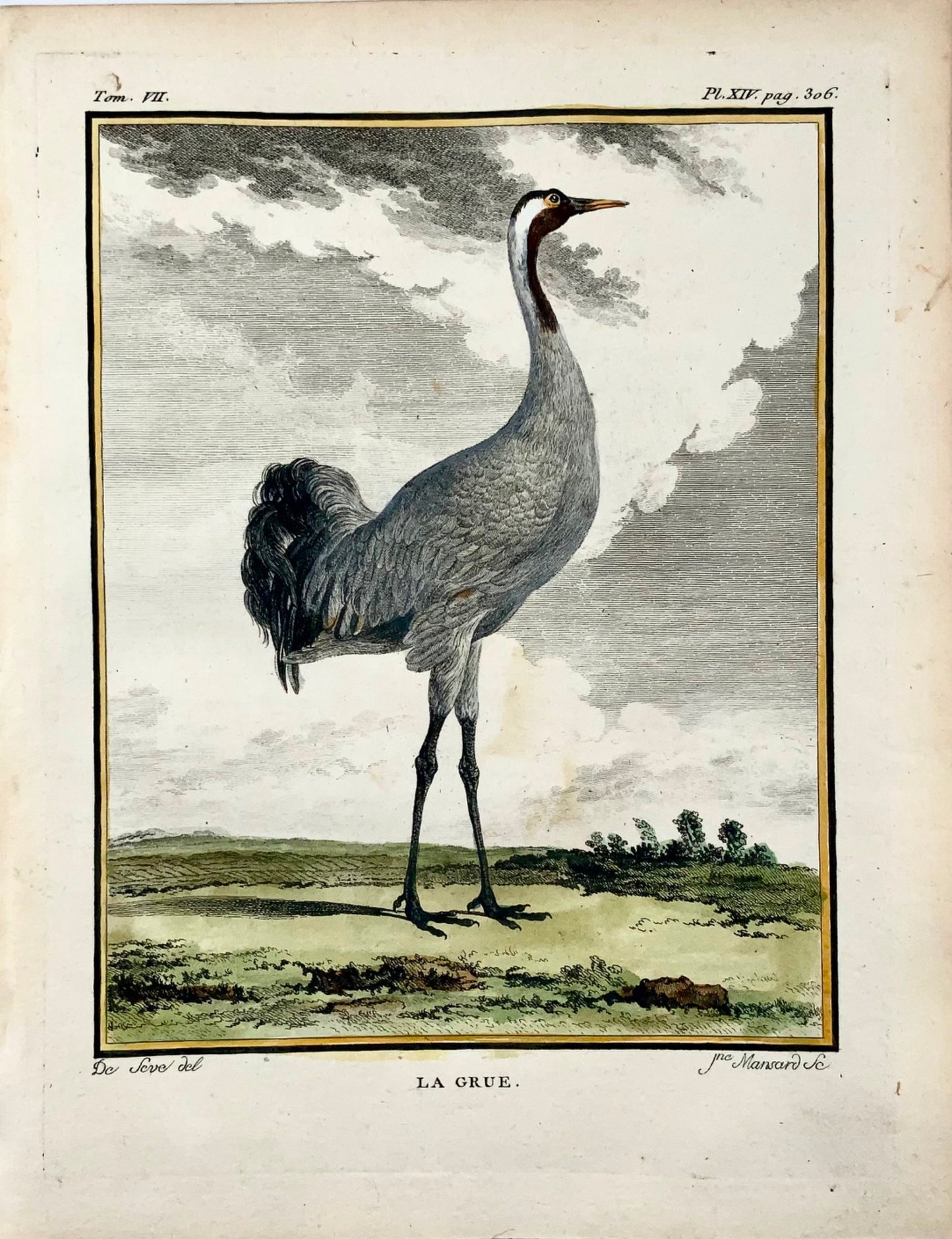 1779 Mansarda secondo de Seve, Gru cenerina, ornitologia, grande edizione 4a, incisione